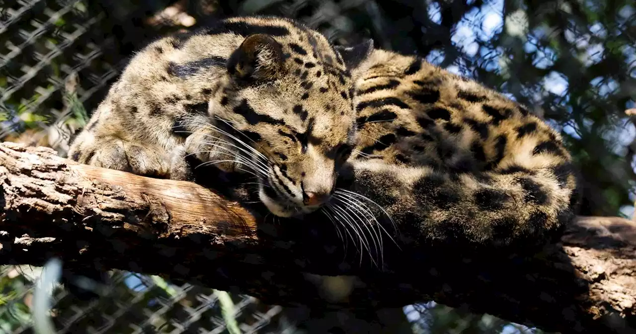 Clouded leopard Nova reunited with sister; cut fence found in Dallas Zoo monkey enclosure