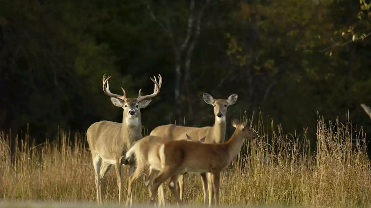 Ohio deer kill numbers up in 2022, but what will next year's hunting regulations bring?