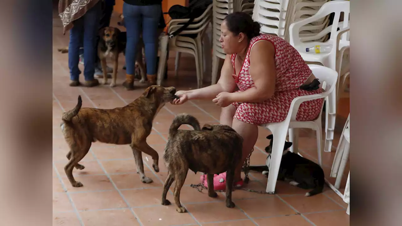 Mujer cuenta cómo sus cuatro perros la salvaron de morir en derrumbe en Cauca