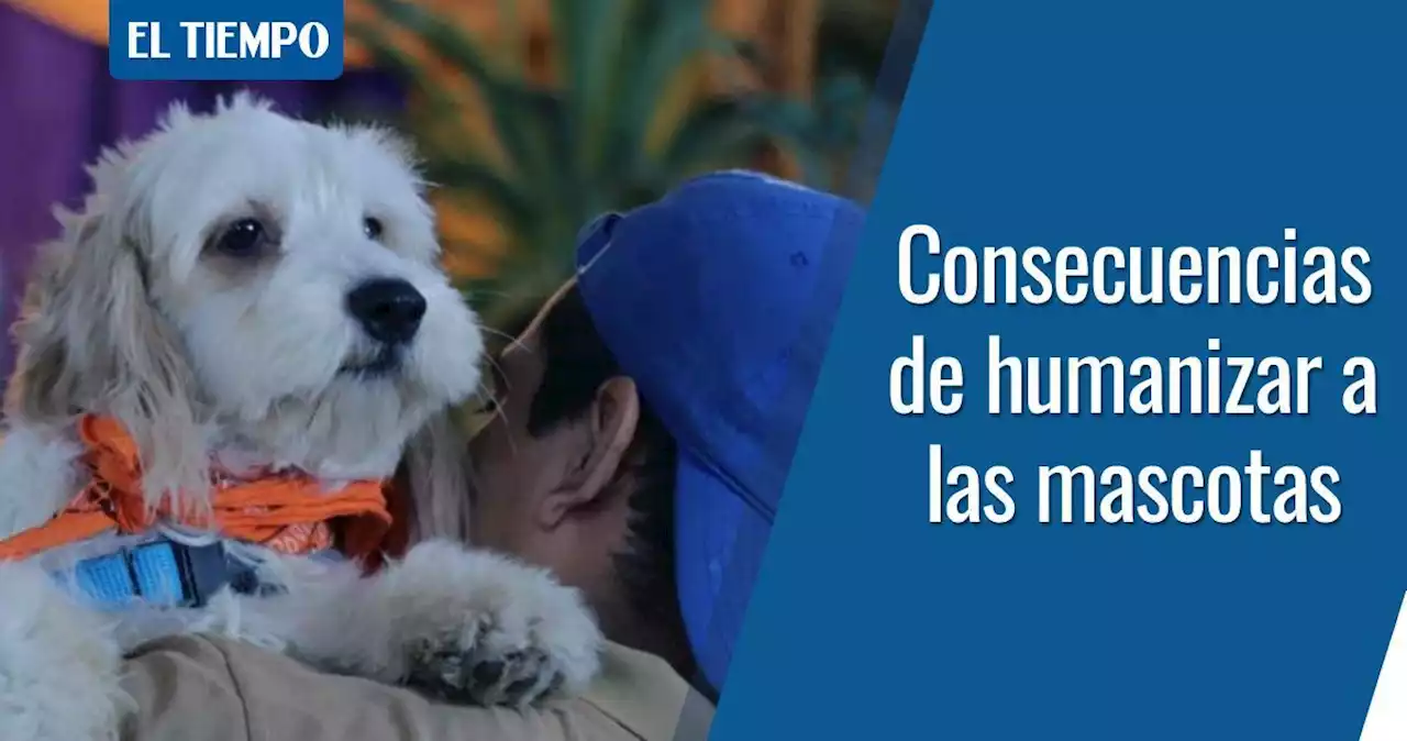 ¿Está mal tratar a los perros como un hijo?, esto dicen expertos