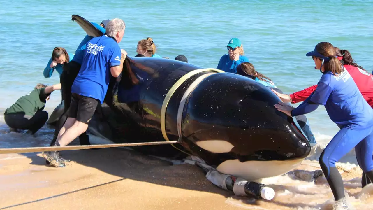 SeaWorld releases additional details about killer whale found dead on Florida beach