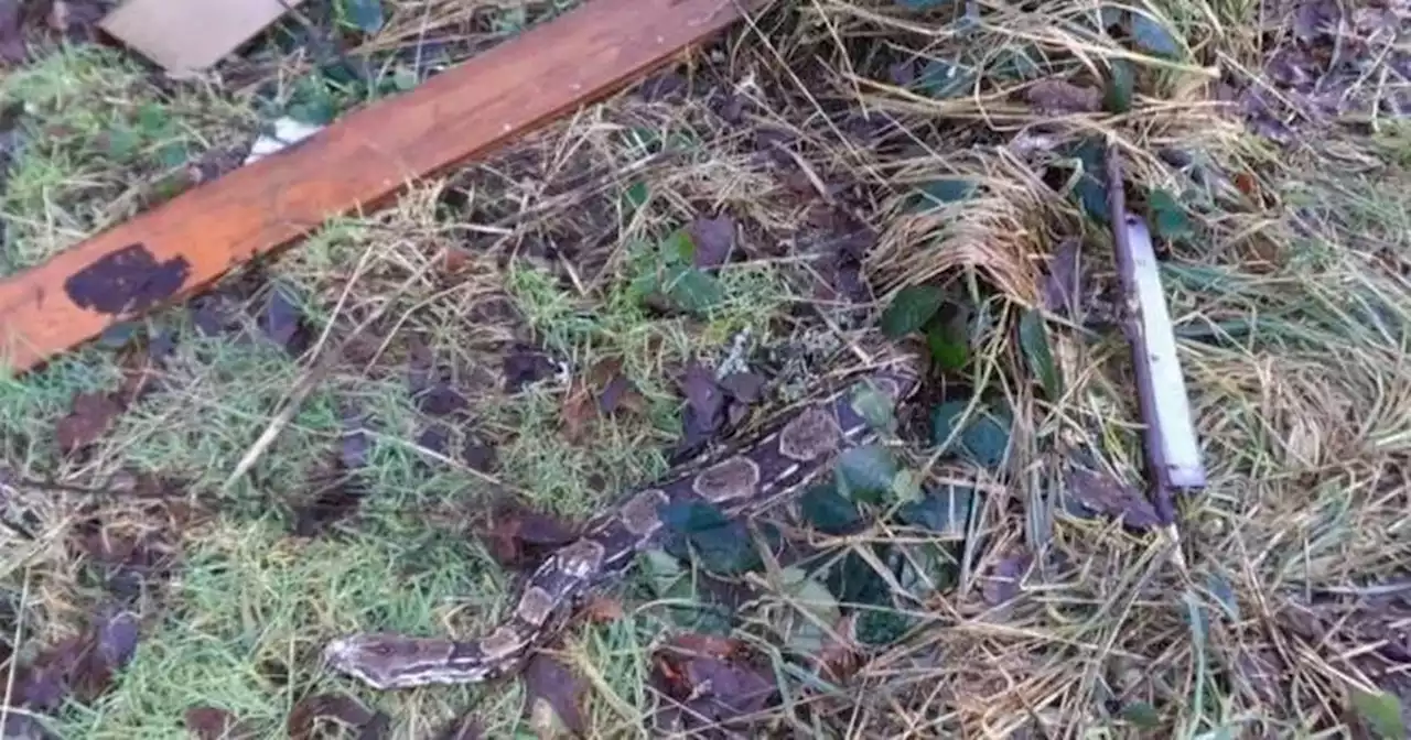 Three dead boa constrictor snakes found dumped beside loch near Glasgow