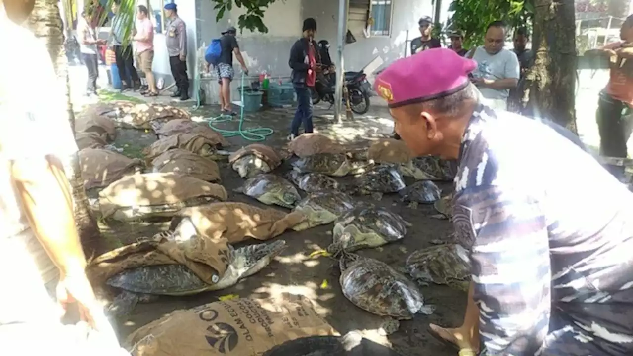 Penyu Diseludupkan ke Bali yang Diamankan TNI AL Diduga untuk Konsumsi, Dipasok ke Restoran?