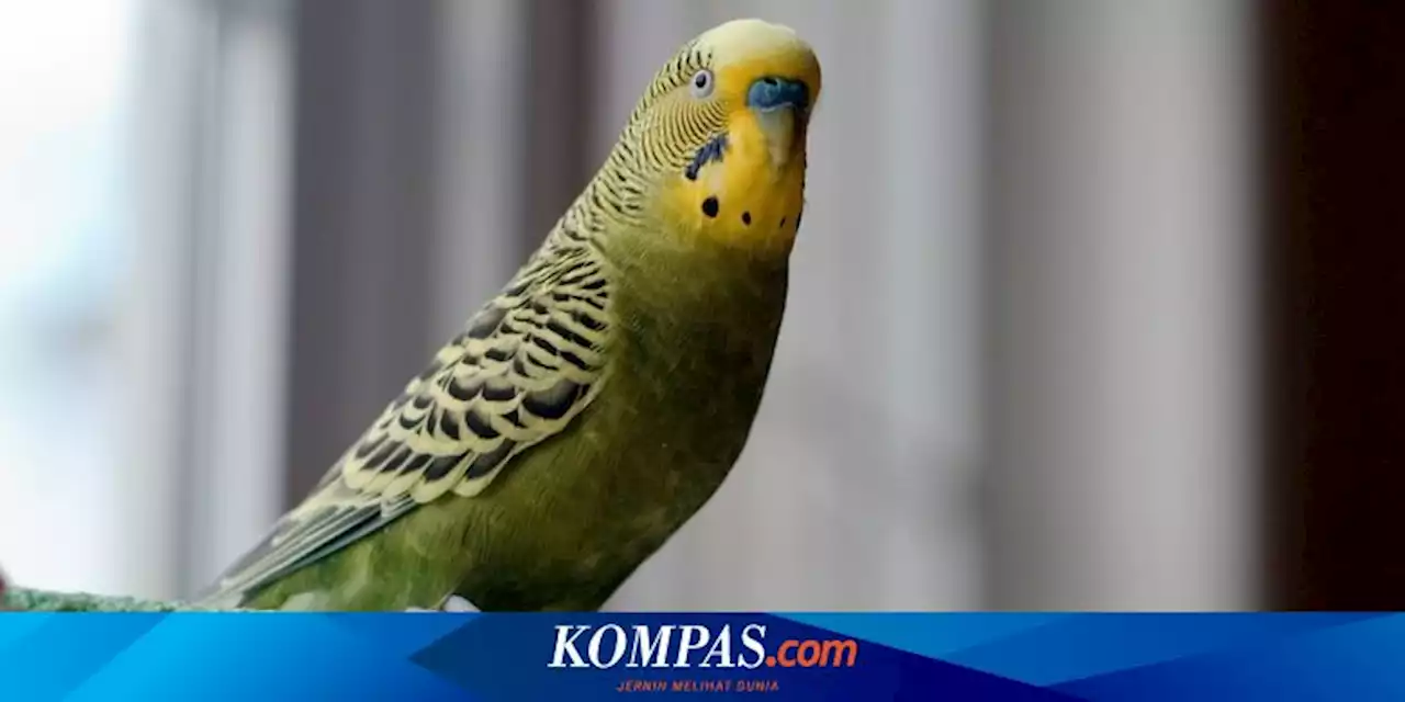 Ketahui, Ini Ragam Tanda Burung Parkit Bertelur