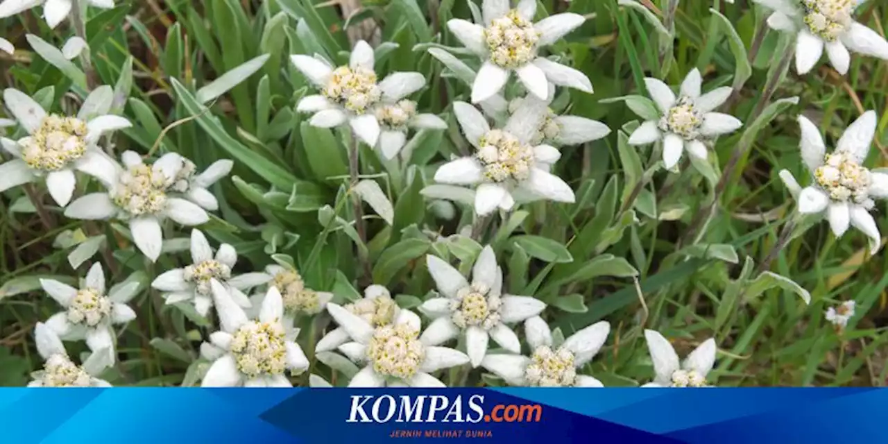 Mengenal Bunga Edelweiss, dari Arti, Asal, hingga Manfaat