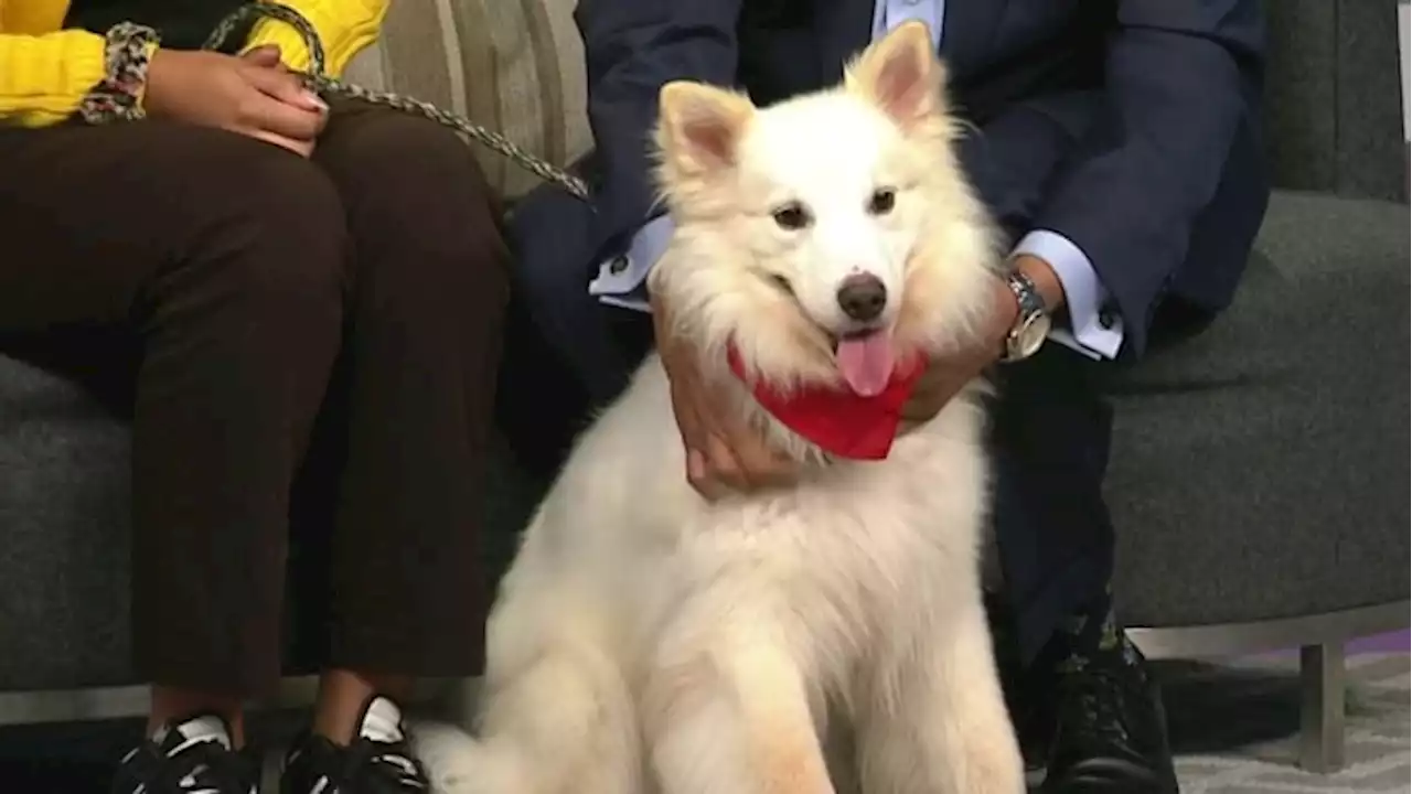 KPRC 2 Pet Project: Meet Stella, an American Eskimo pup looking for her igloo to call home