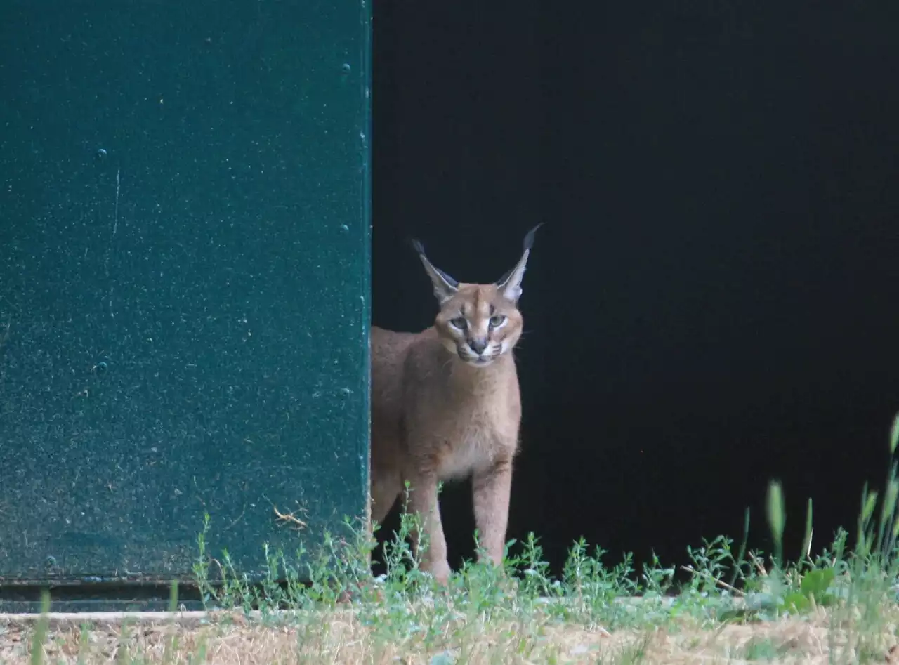 Caracals, servals… Pourquoi la mode des animaux sauvages touche aussi le Nord ?