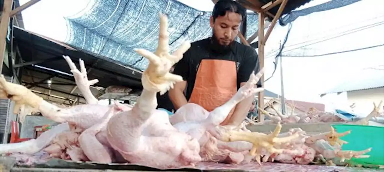 Harga Ayam Pedaging di Aceh Mulai Turun