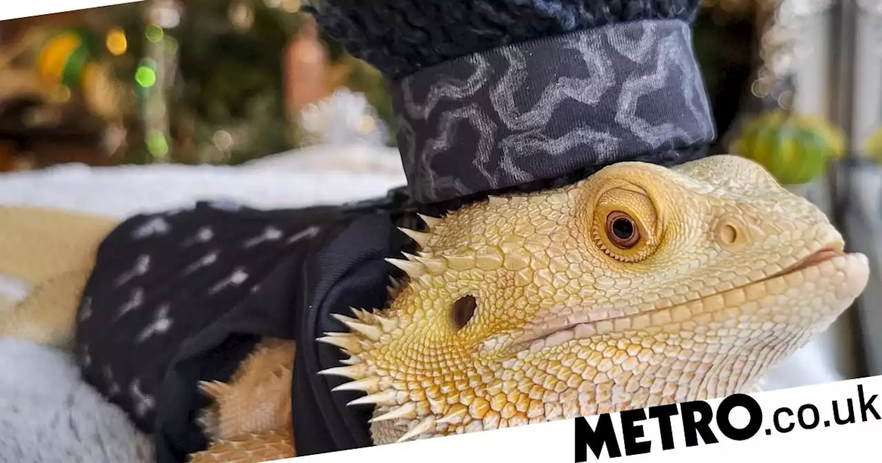 Clothes designer makes adorable mini outfits and costumes for her bearded dragon