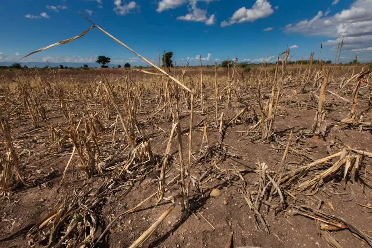 Strong El Niño could make 2024 the first year we pass 1.5°C of warming