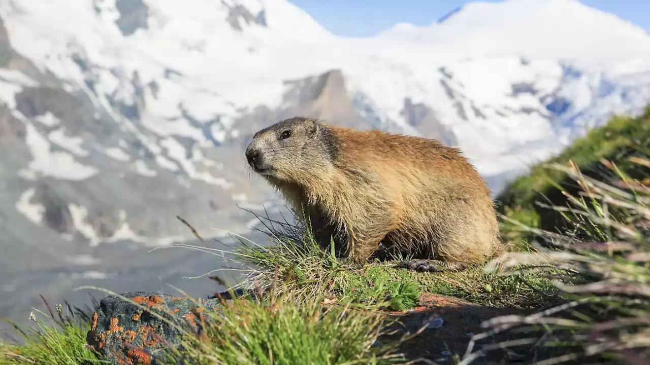 Warmer Winter gefährdet Tierwelt in den Alpen