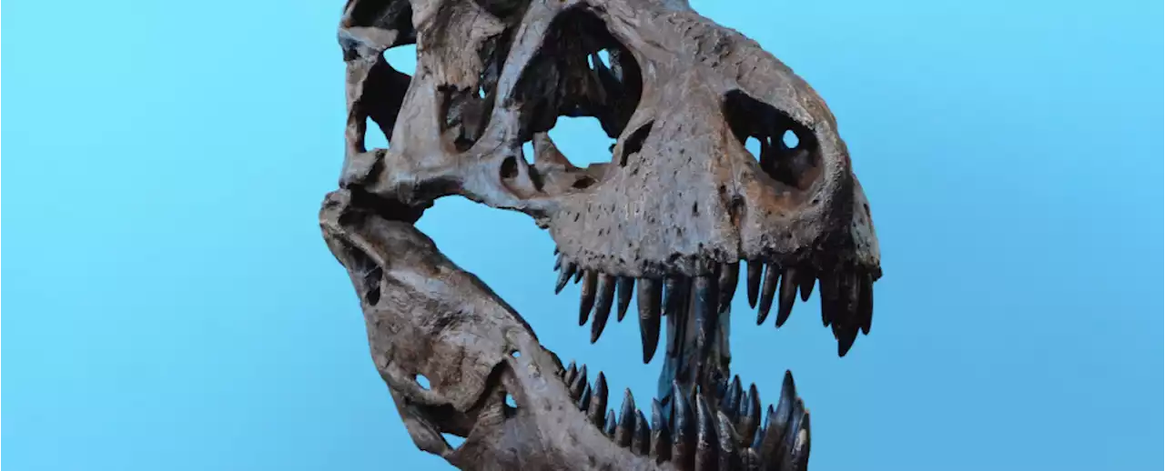 T. Rex Was a Lot Brainier Than We Thought, Researcher Claims