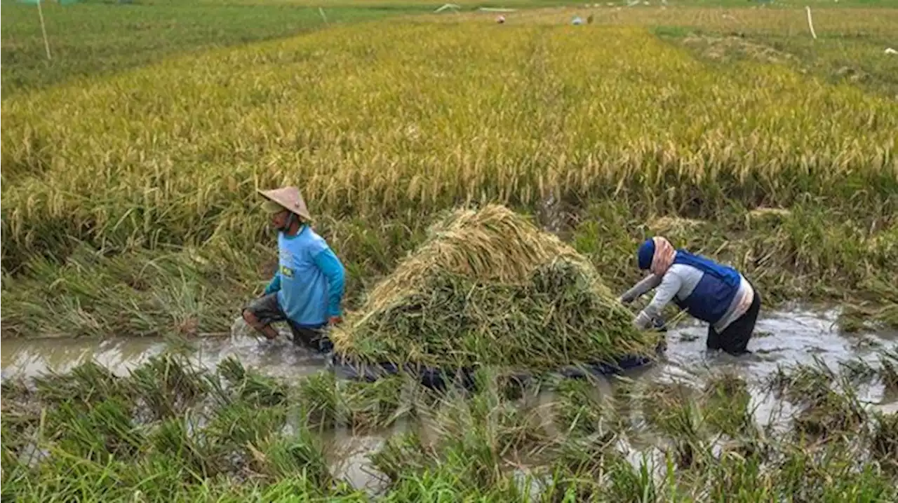 Beras Impor Datang Terlambat Kian Dekati Panen Raya, Harga Gabah Bisa Jeblok jadi Rp 3.500?