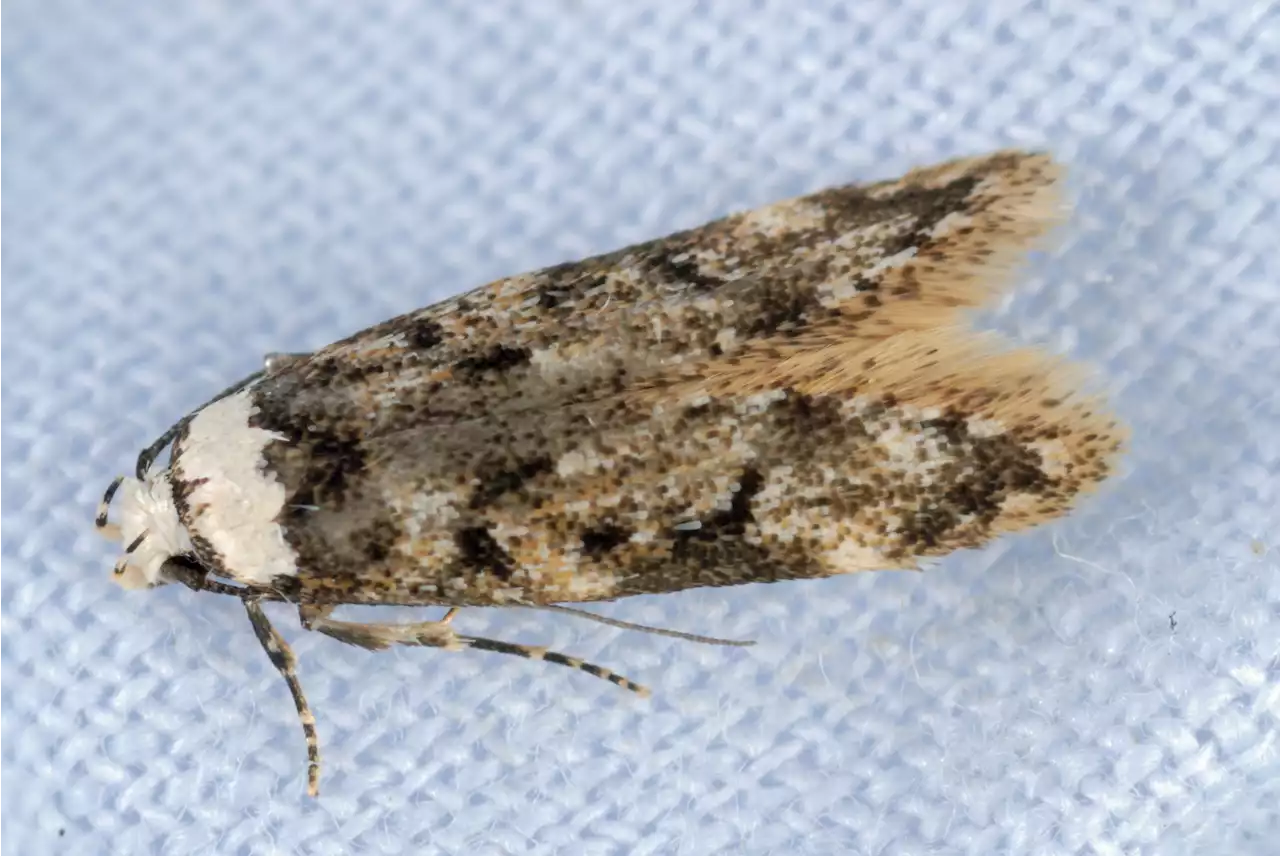 Moths feared to have been munching on ancient hangings in the House of Lords