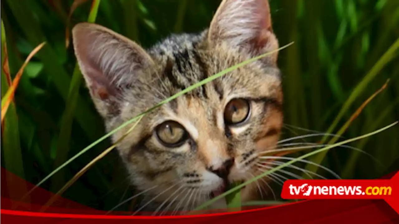 Punya Banyak Manfaat Untuk Kucing, Ternyata Ini Alasan Mengapa Si Anabul Sering Memakan Rumput