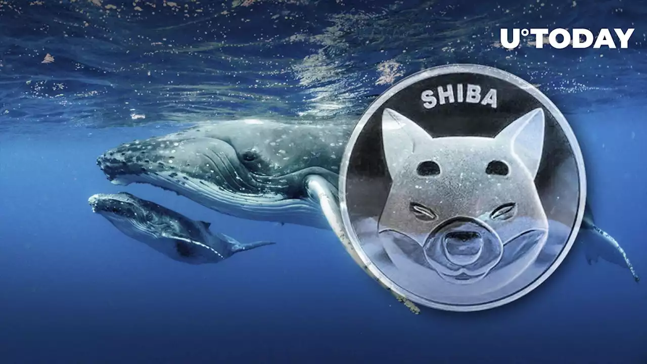 Whopping 3.96 Trillion Shiba Inu (SHIB) Added by Whales in Just One Week