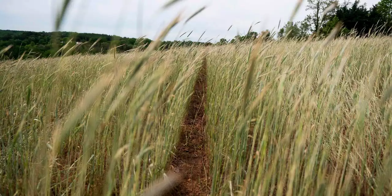 Agriculture Companies Push Carbon-Capture Farming; Growers Are Skeptical