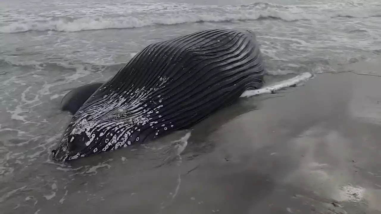 Officials: Whale found dead in South Jersey likely struck by vessel