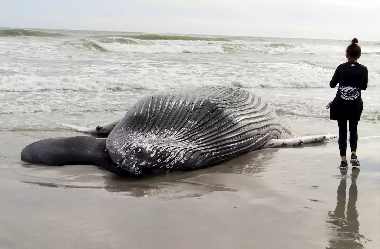 Officials: Whale found dead in NJ likely struck by vessel