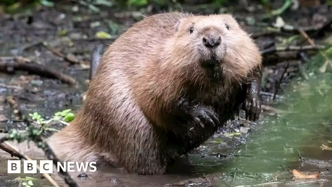 Mapperton's rewilding beavers on the loose