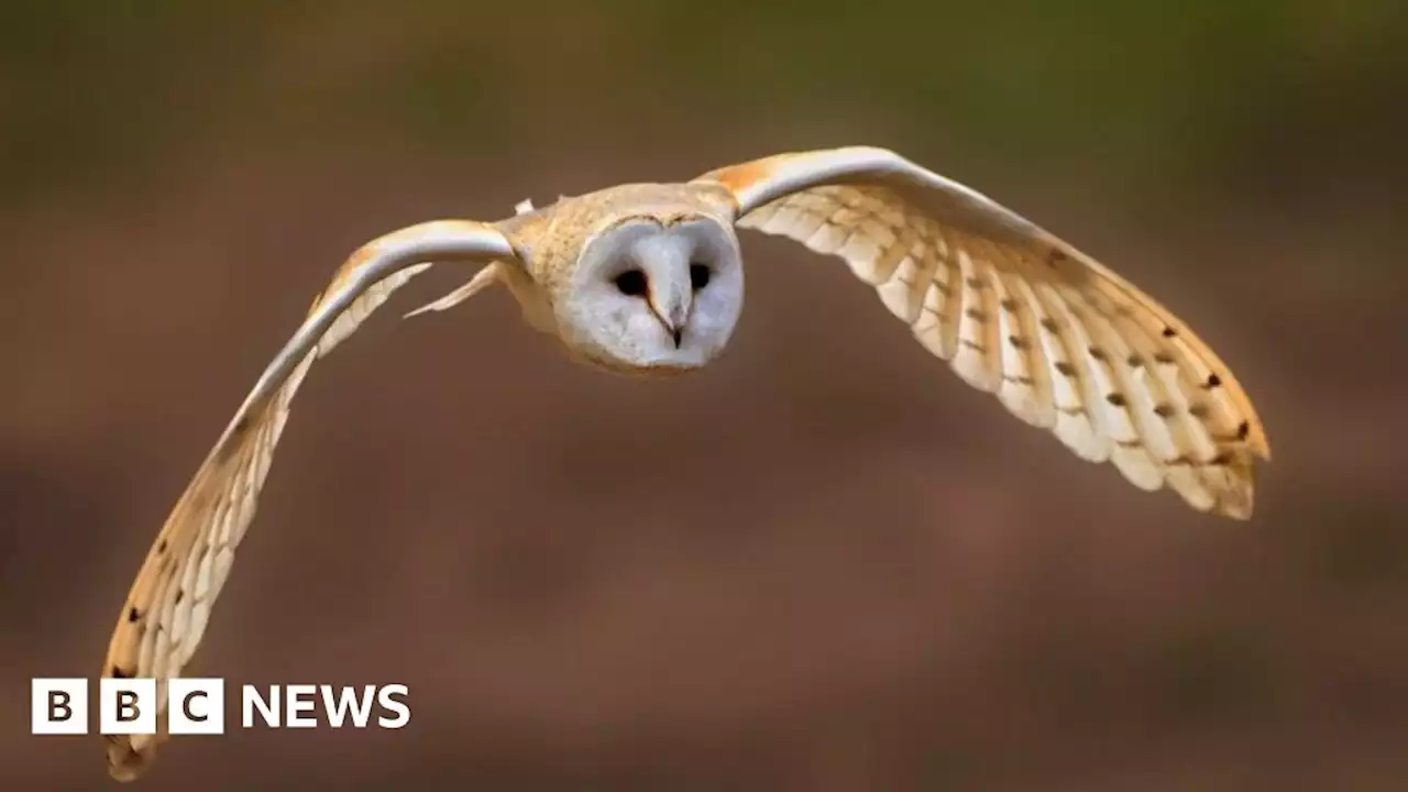 North Somerset bird centre would close if exposed to avian flu