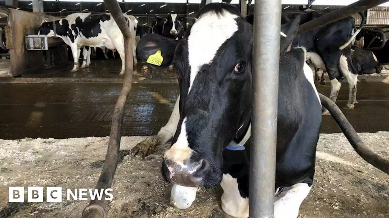 Northern Ireland agriculture: Turning tonnes of dung from waste to resource