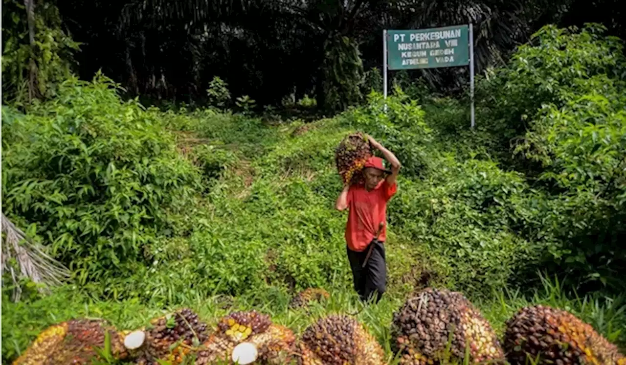 Simak Sejumlah Sentimen Pekan Ini, Harga CPO Akan Menguat?