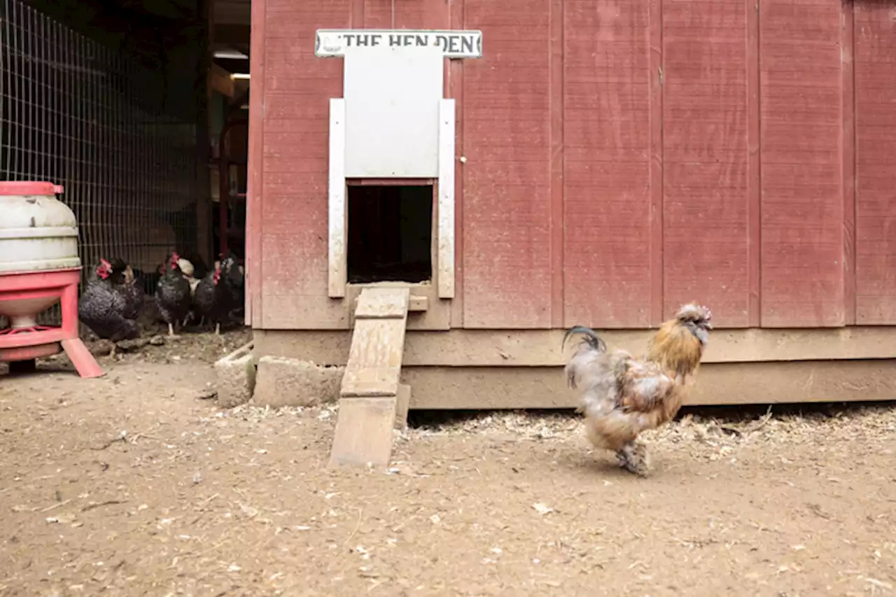 Cage-free chicken mandates are making it harder to restock eggs | Bloomberg News