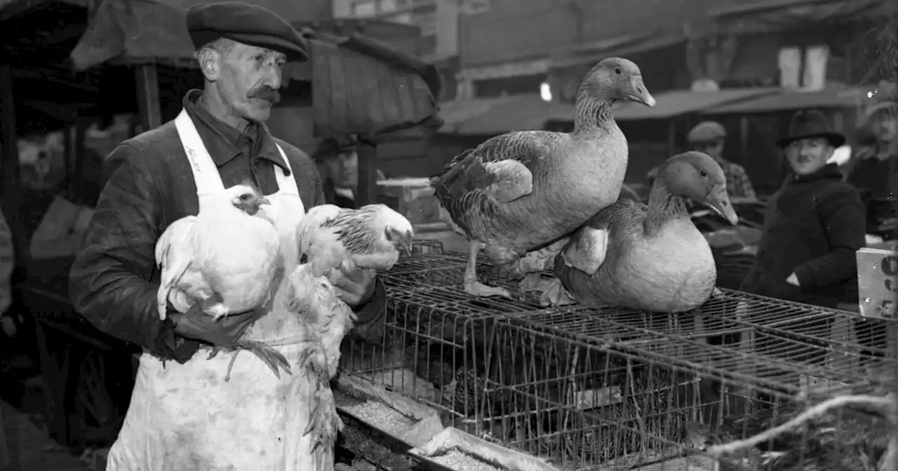 Vintage Chicago Tribune: Live poultry stores beckon immigrants with smells, tastes of home