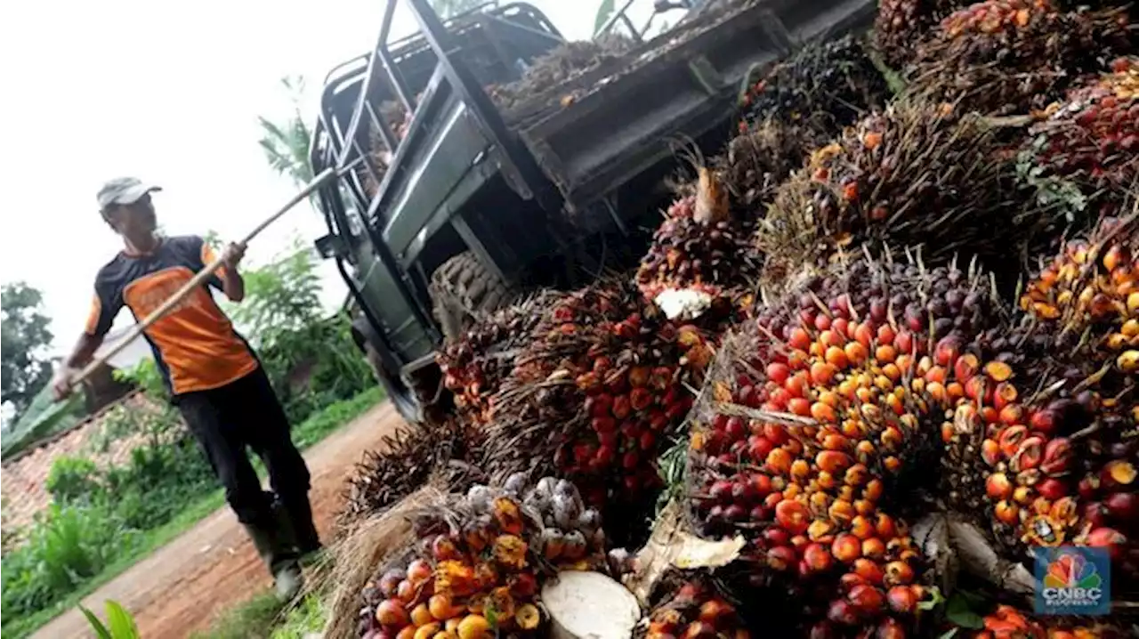 Bos Sawit Bisa Bernafas Lega, Harga CPO Melonjak Lagi