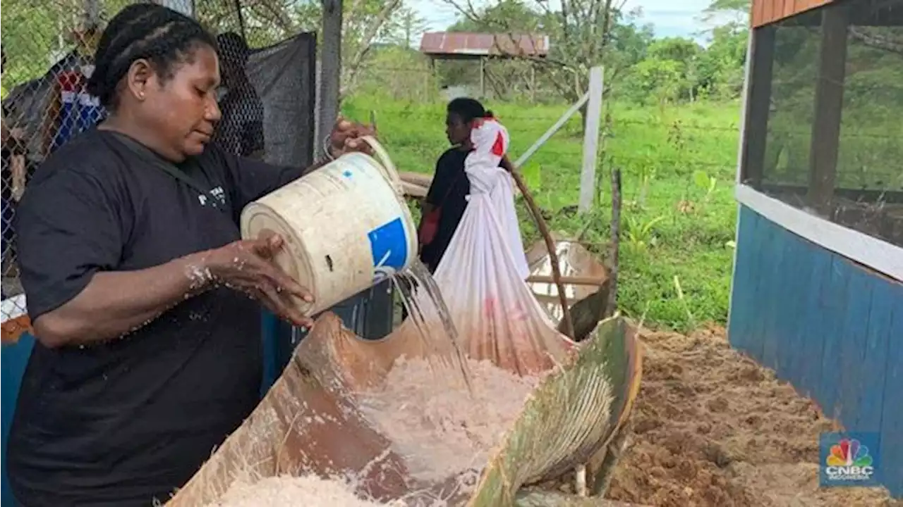 Hasil Bumi Dikeruk, Kemiskinan di Papua Malah Naik Tertinggi