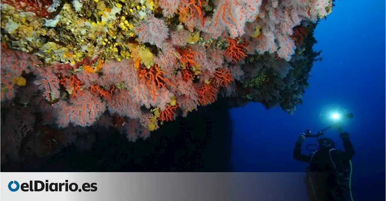 El Mediterráneo padece una ola de calor marino en pleno invierno