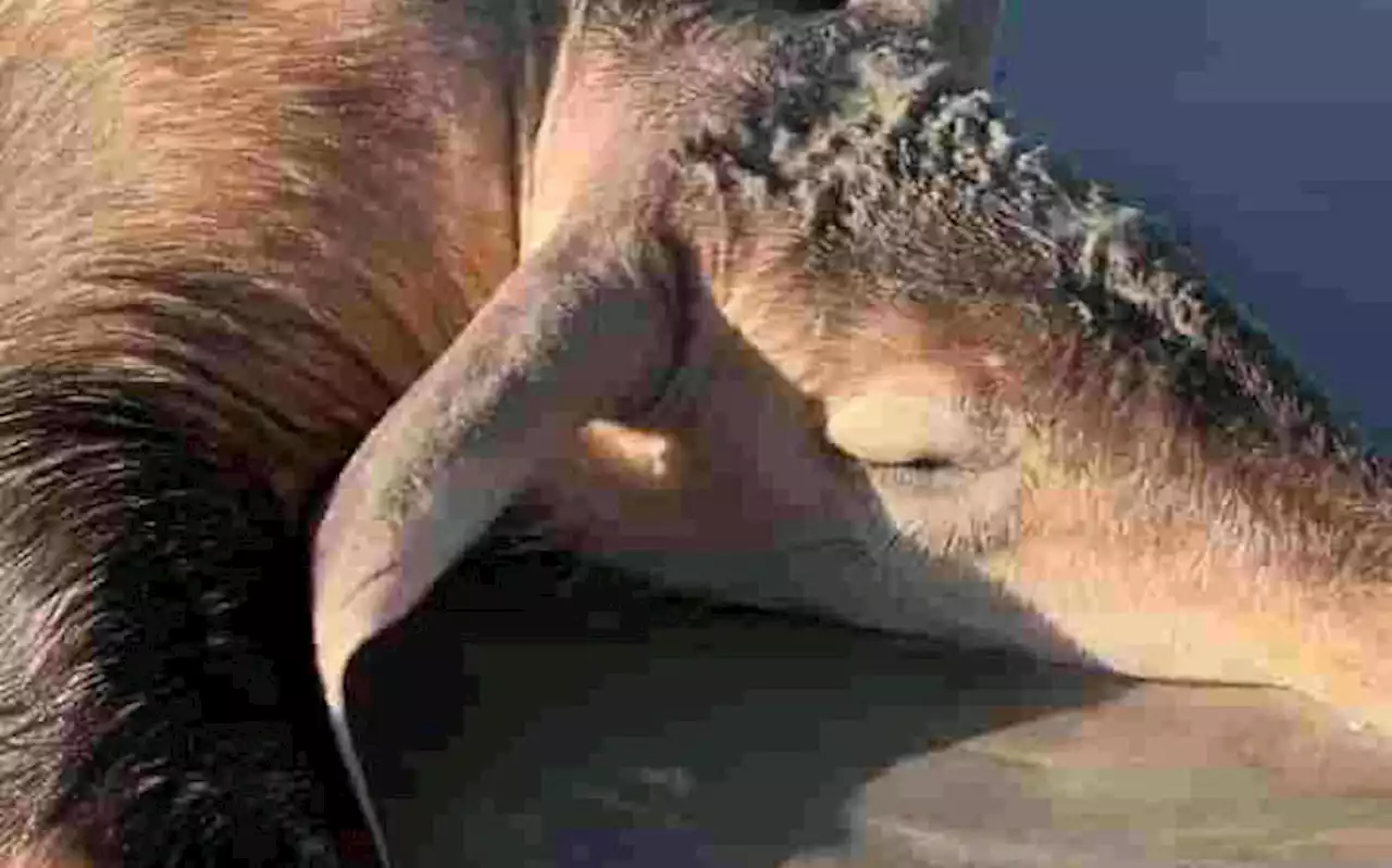 Cape of Good Hope SPCA investigating how aardvark washed up on Milnerton beach