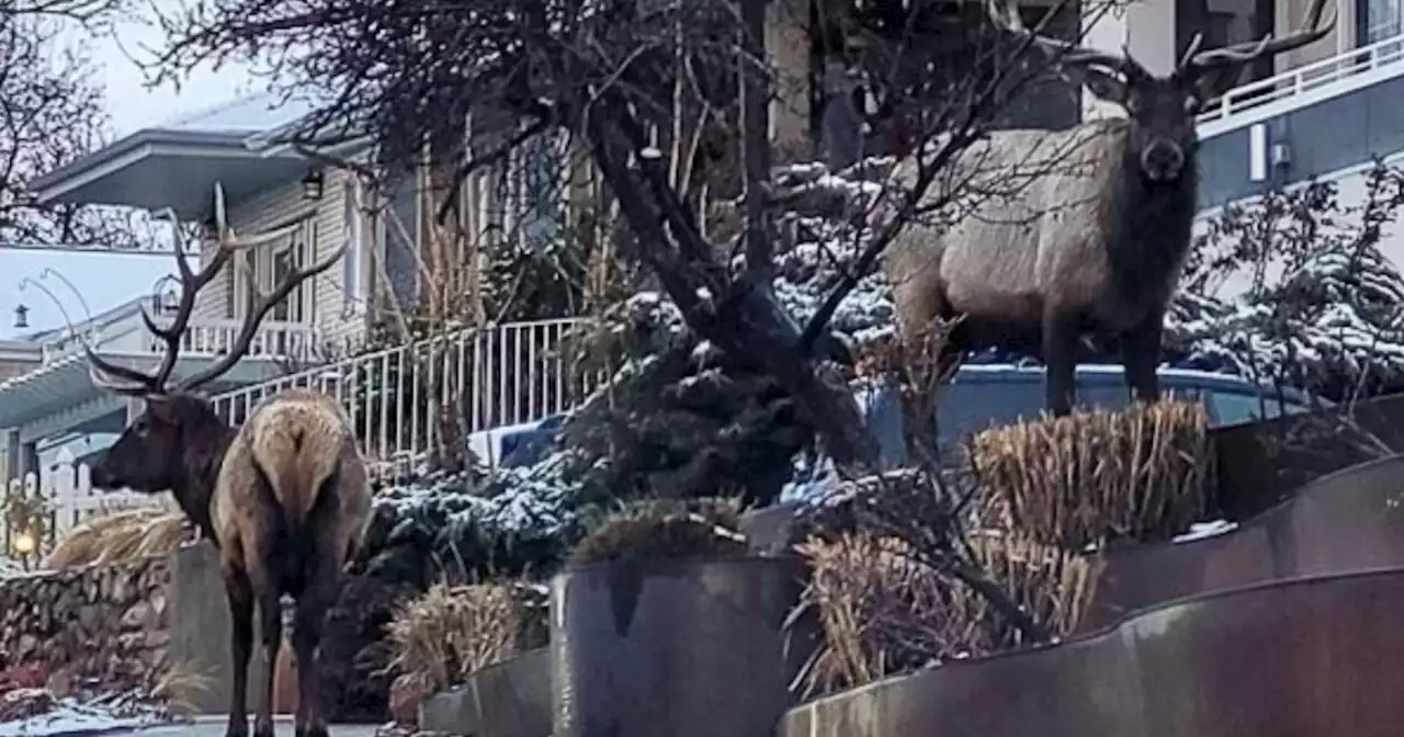 Pair of bull elk spotted in Salt Lake City