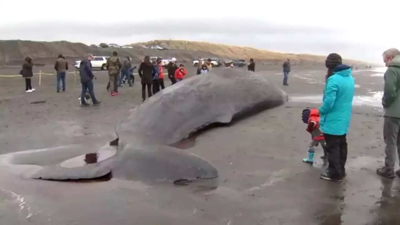 Dead sperm whale washes up at Oregon’s Fort Stevens State Park in ‘unusual’ encounter, expert says