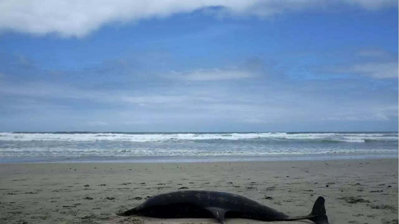 Après la découverte de dauphins échoués, l'ONG Sea Shepherd France porte plainte