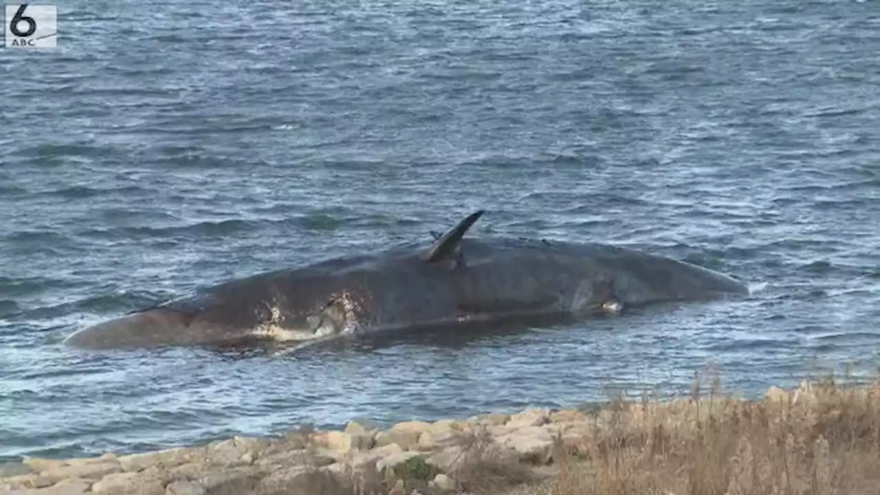 死んだ迷いクジラ「淀ちゃん」１キロ流され岸に漂着 死骸の処理方法「検討し直す」 - トピックス｜Infoseekニュース