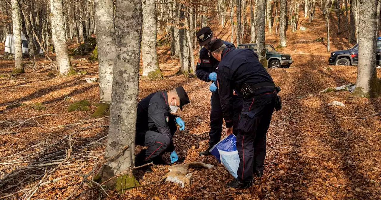 Beneath the calm exterior of truffle hunting in Italy: a secret, deadly and perpetual war