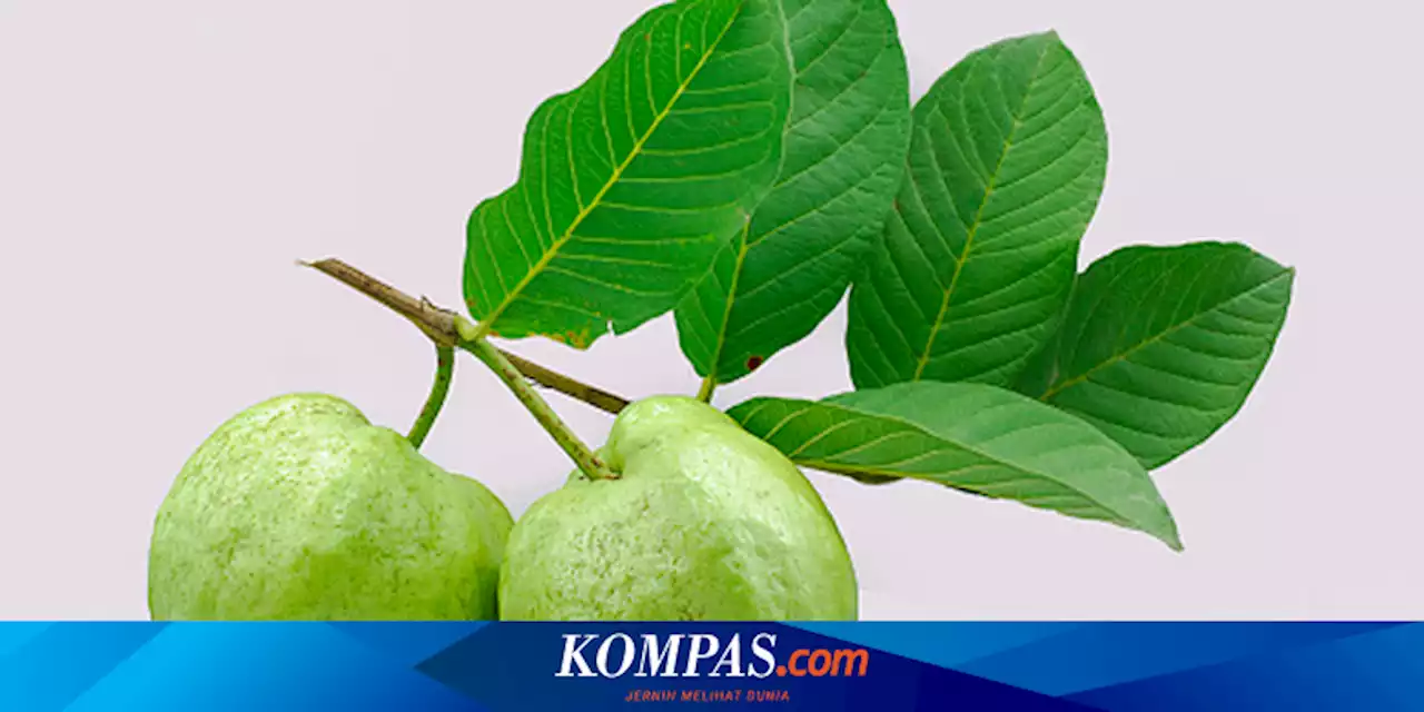 Cara Menggunakan Daun Jambu Biji sebagai Obat Sakit Gigi