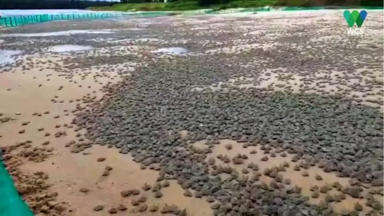 Video shows hundreds of thousands of hatchlings in largest gathering of turtles on the planet