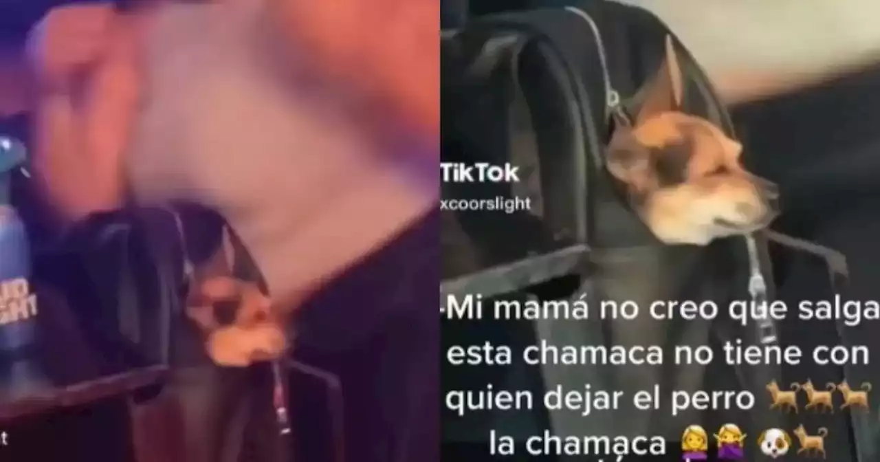 Jovencita llevó a su mascota a discoteca al no tener quién lo cuidara: Pasó una 'noche de perros'