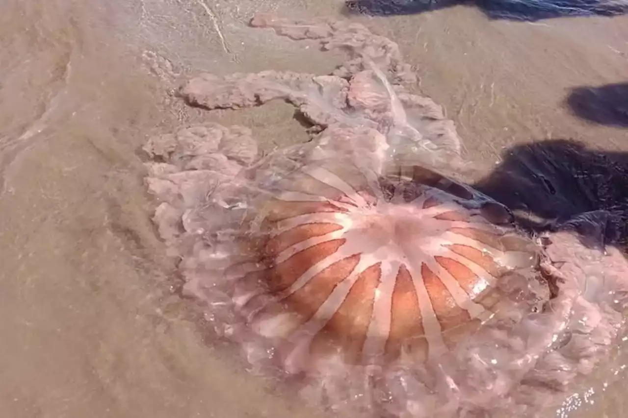 Mar del Plata: sorpresa por una medusa gigante que apareció en las playas de Los acantilados