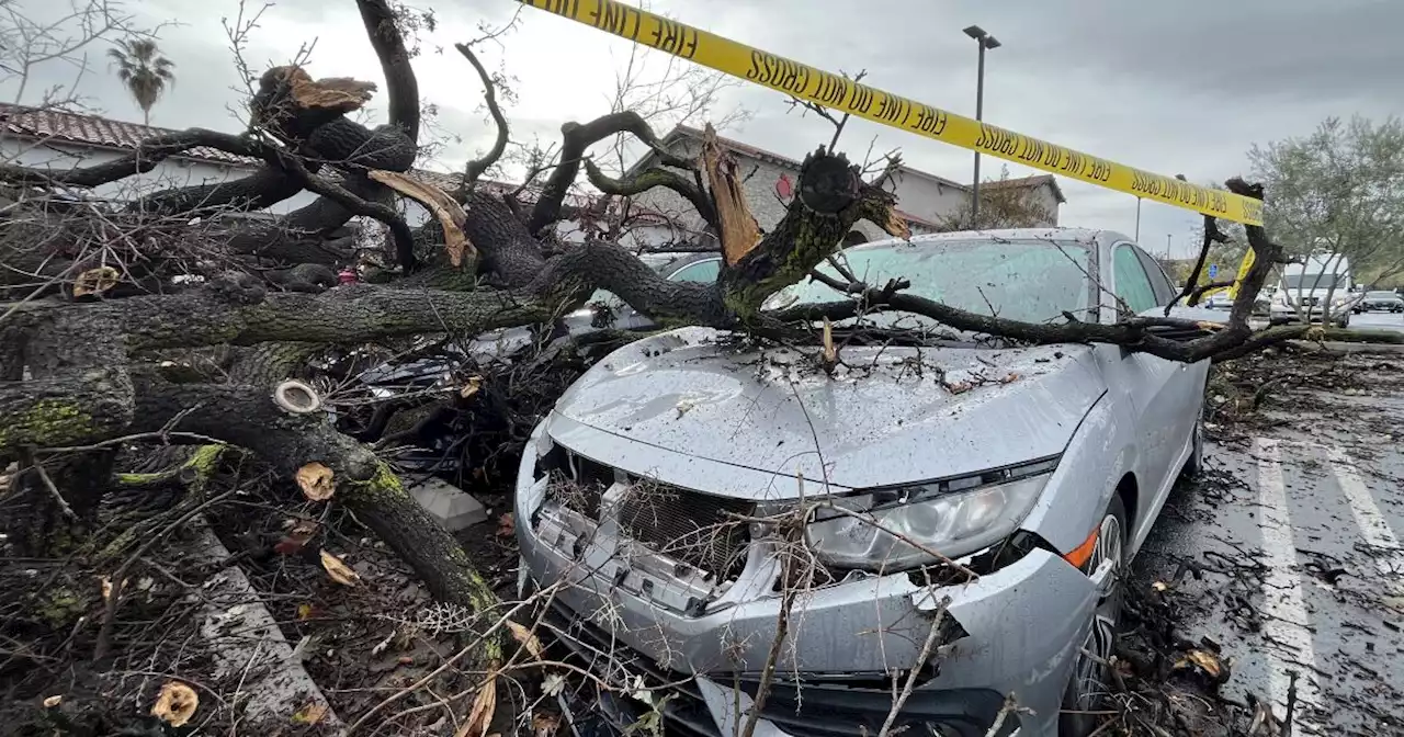 After heavy rains, giant tree collapses on cars in Woodland Hills shopping center