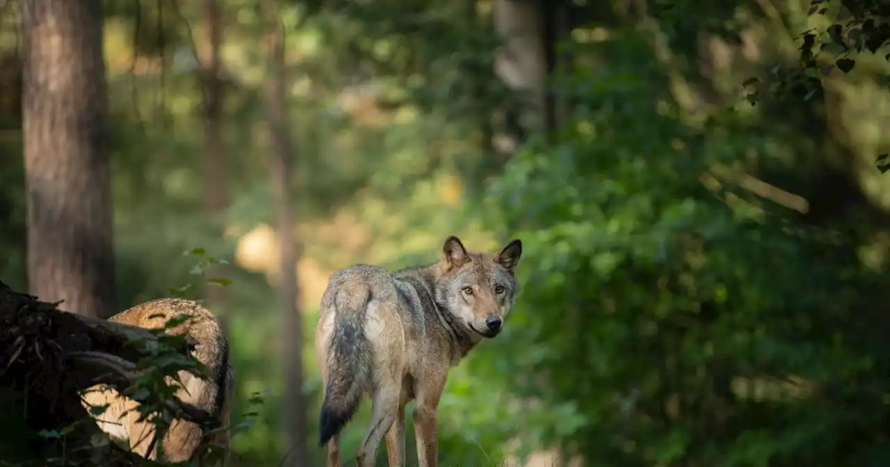 Fontainebleau : un loup percuté aux abords de Paris ?