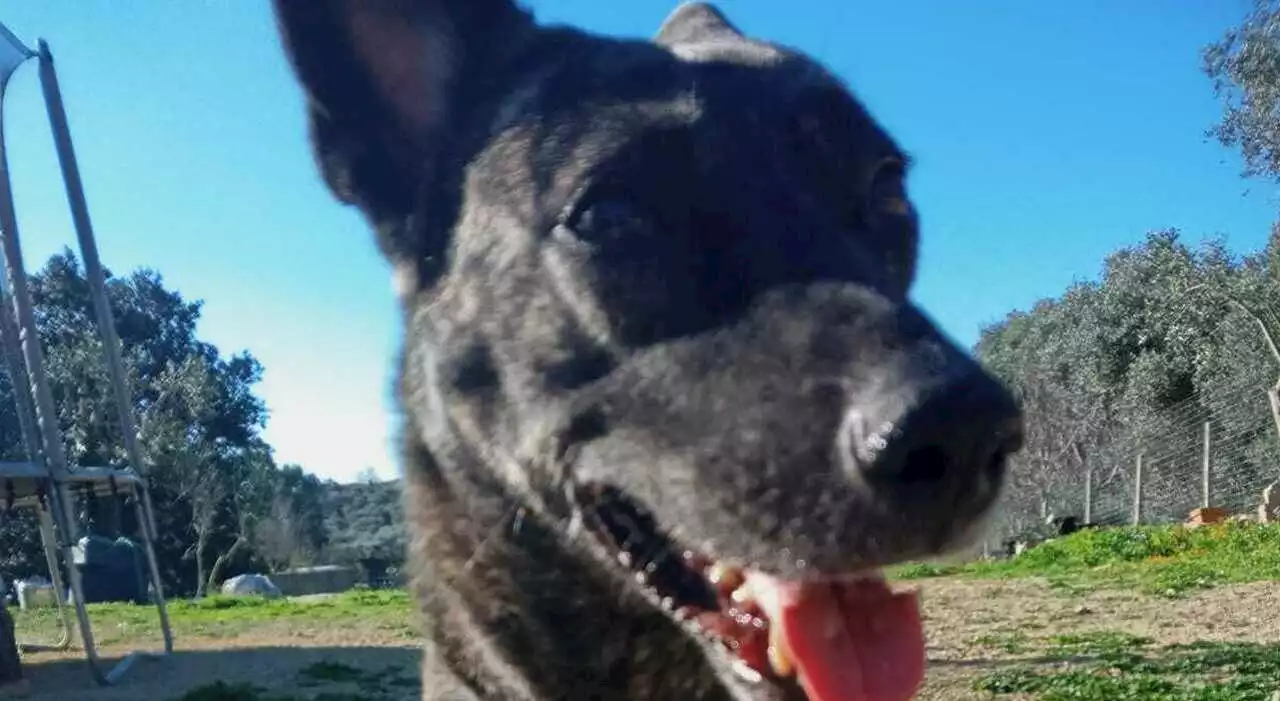 Il cane abbaia disperato e fa scoprire la tragedia: Luciano era morto da 15 giorni