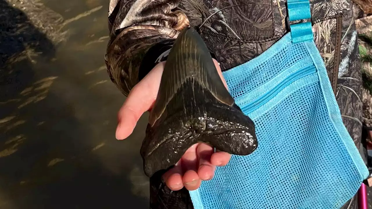 Massive megalodon tooth discovered in Chesapeake Bay by 9-year-old fossil hunter