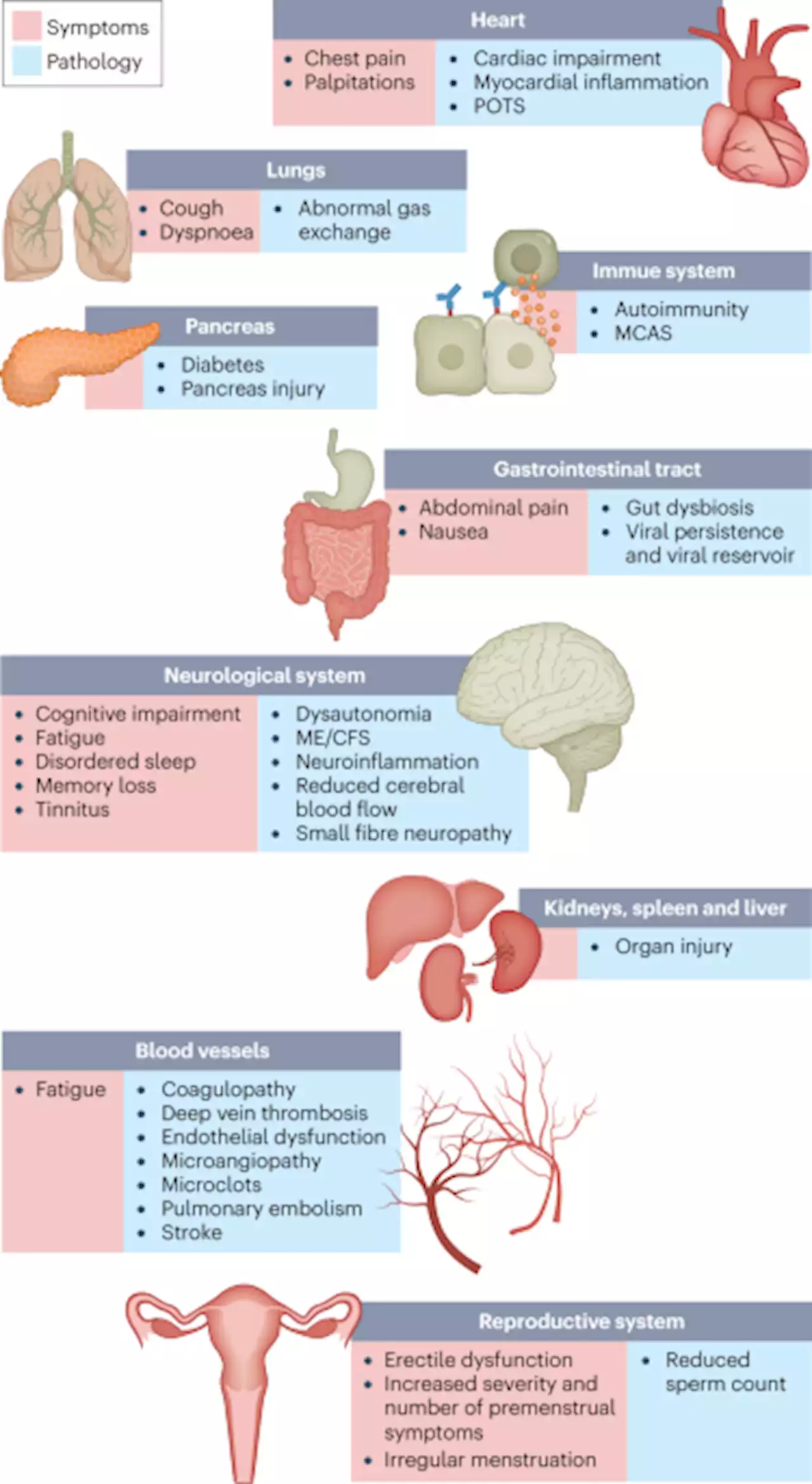 Long COVID: major findings, mechanisms and recommendations - Nature Reviews Microbiology