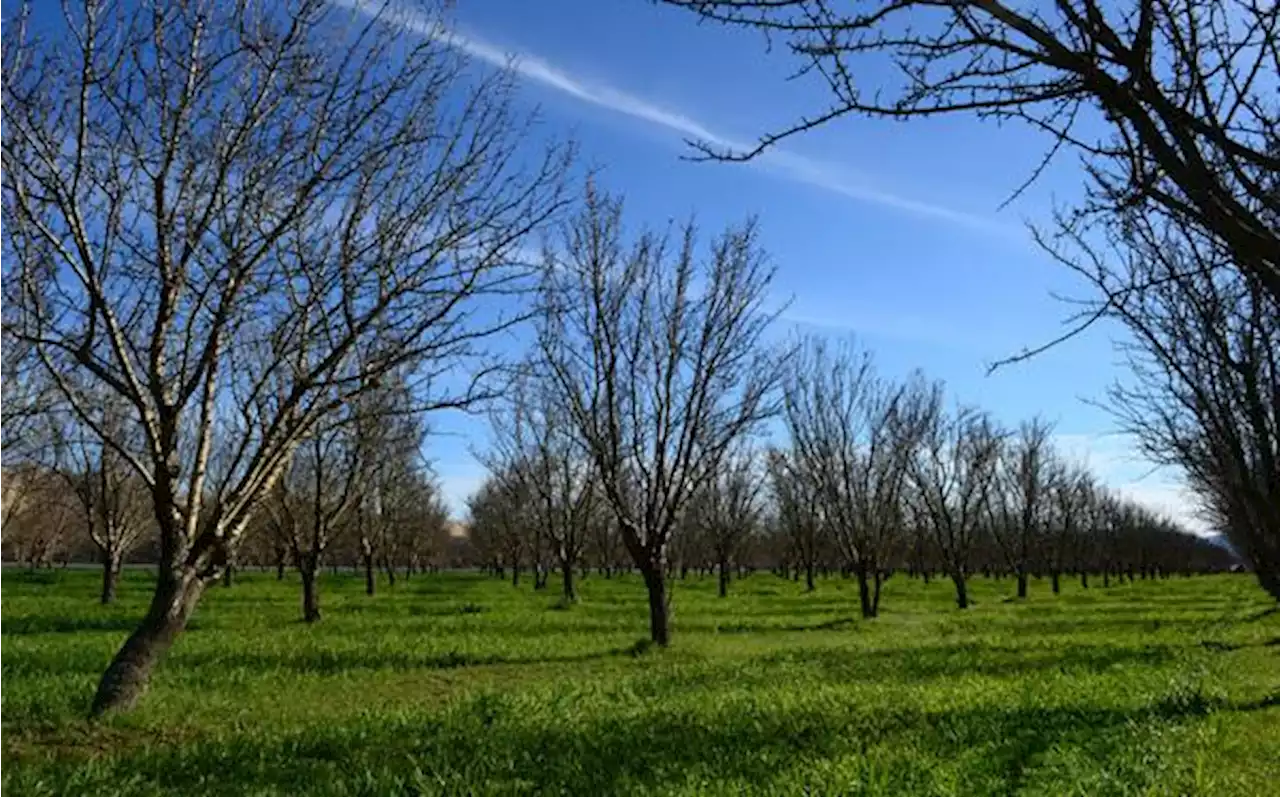 What do bats find so appealing in the almond orchards along Interstate 5?