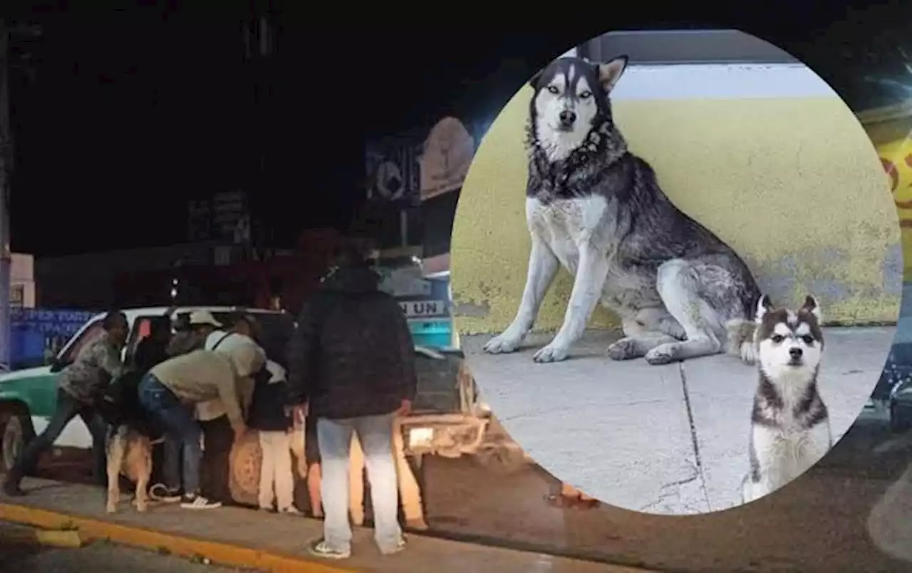 Liberan a dos perritos que habían sido secuestrados en Pachuca