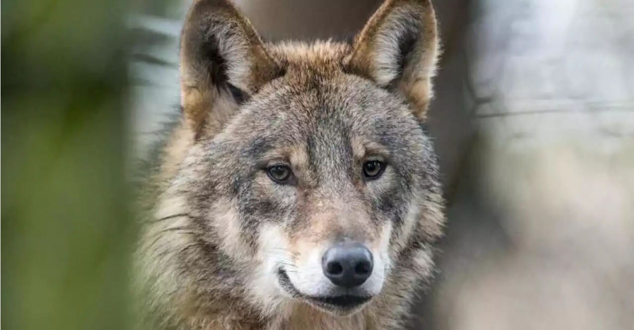 Der Wolf breitet sich aus - am stärksten in der Oberpfalz und im Bayerwald